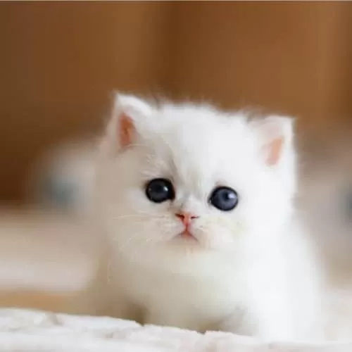 Süt Beyaz Mavi Gözlü Ns1133 British Shorthair