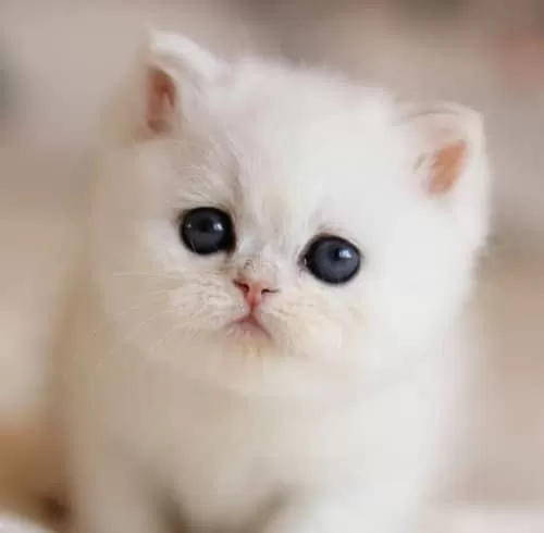 Süt Beyaz Mavi Gözlü Ns1133 British Shorthair
