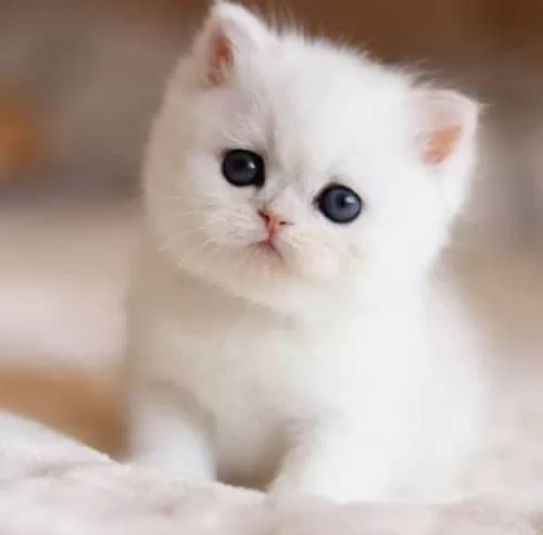 Süt Beyaz Mavi Gözlü Ns1133 British Shorthair