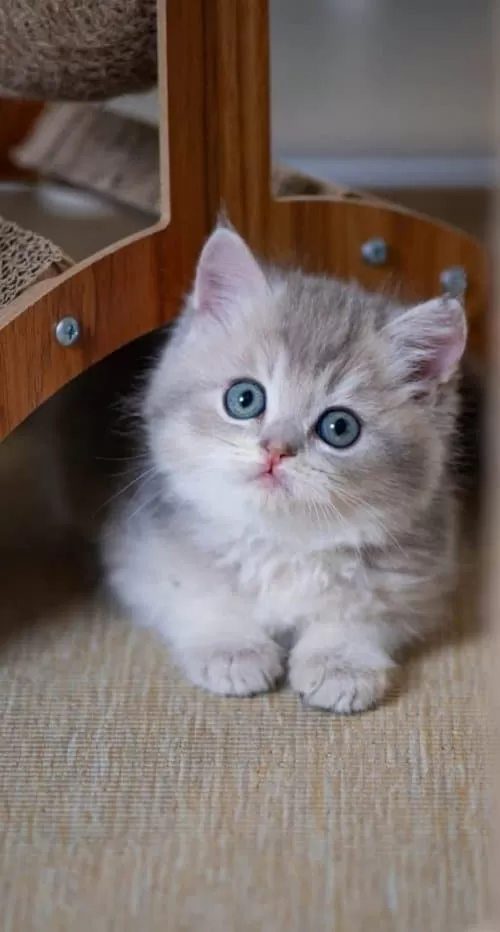 En Güzel Renkte Blue Golden British Shorthair