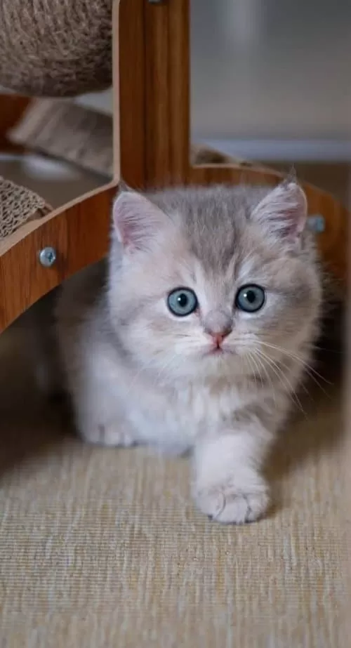 En Güzel Renkte Blue Golden British Shorthair
