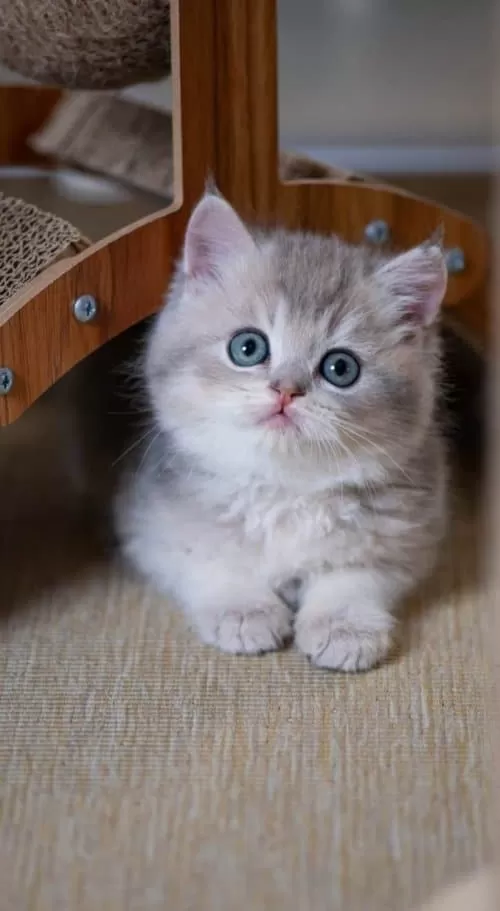 En Güzel Renkte Blue Golden British Shorthair