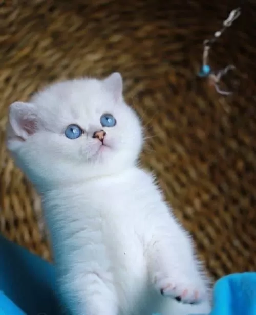 Bulut Beyazı Mavi Göz Ns1133 British Shorthair