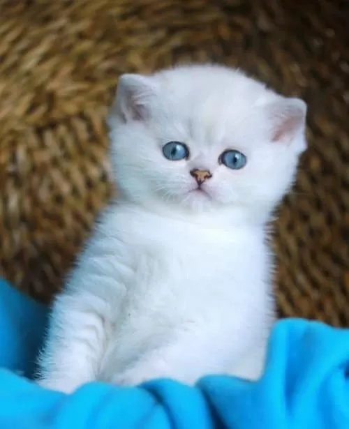 Bulut Beyazı Mavi Göz Ns1133 British Shorthair