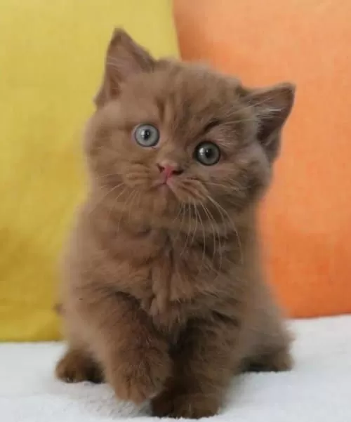 En Güzel Chocolate British Shorthair