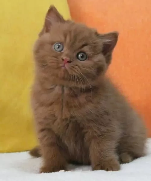 En Güzel Chocolate British Shorthair