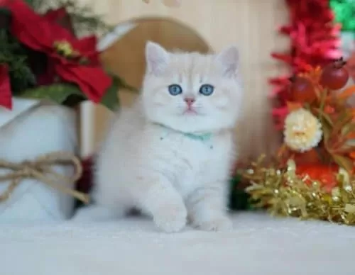 Güneş Sarısı Golden Point Ny1133 British Shorthair