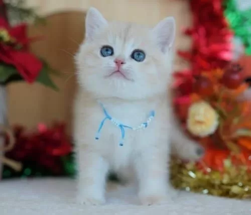 Güneş Sarısı Golden Point Ny1133 British Shorthair