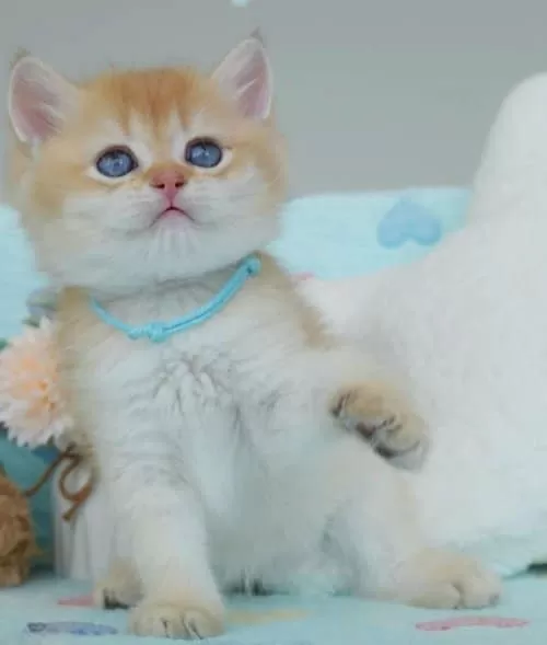 Altın Parıltısı Golden Ny12 British Shorthair Yavrumuz