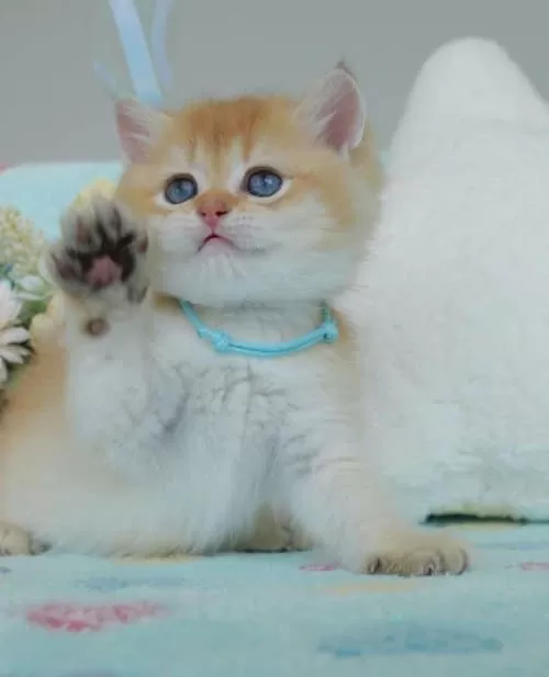 Altın Parıltısı Golden Ny12 British Shorthair Yavrumuz