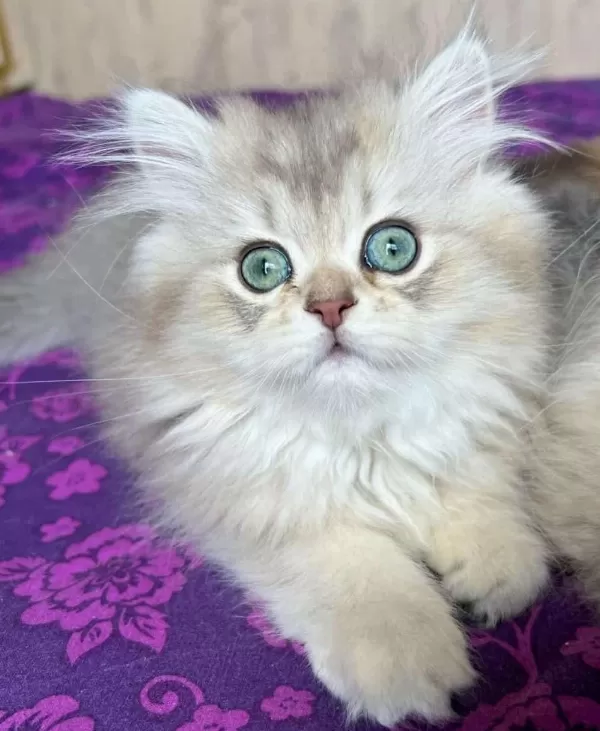 Ev Ortamında Doğan British Longhair