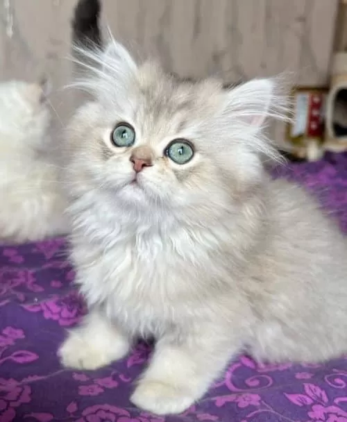Yumuşacık British Longhair Yavrumuz