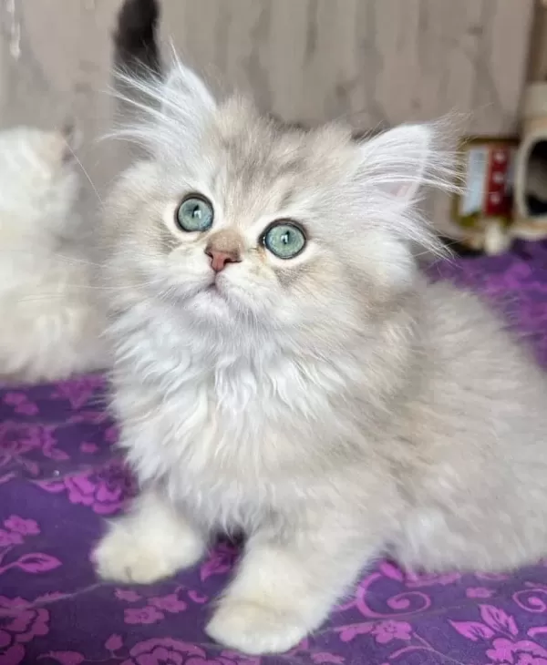 Ev Ortamında Doğan British Longhair