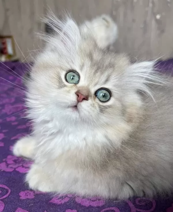 Ev Ortamında Doğan British Longhair