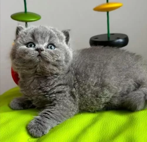Yuvarlak Kafa Gri British Shorthair