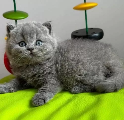 Yuvarlak Kafa Gri British Shorthair