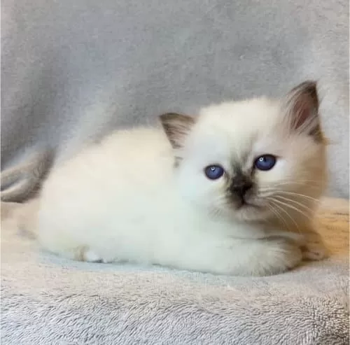 Fındık Burun Chocolate Point British Shorthair