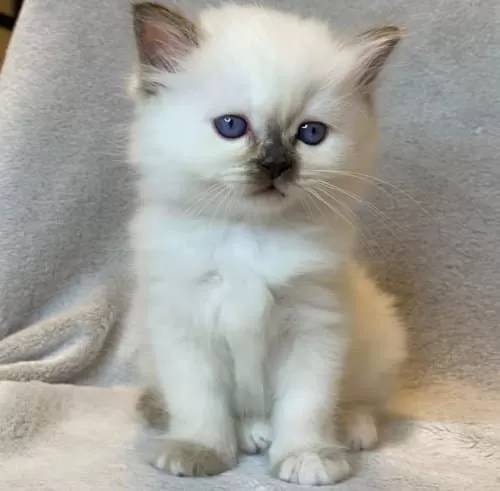 Fındık Burun Chocolate Point British Shorthair