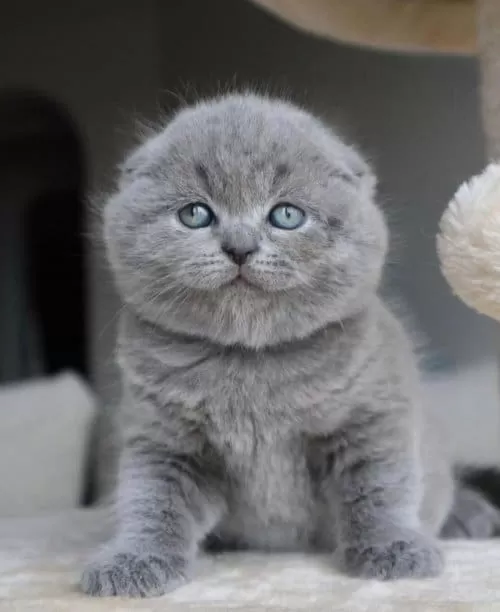 Duman Grisi Scottish Fold Shorthair