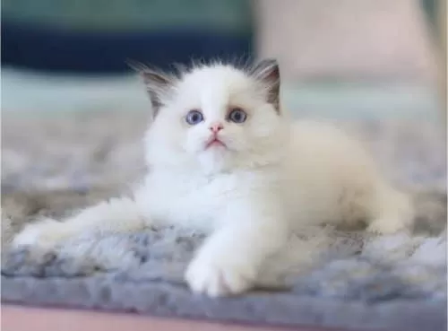 Türkiye’nin En Değerli Kedisi Ragdoll