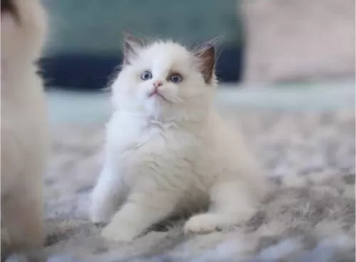 Türkiye’nin En Değerli Kedisi Ragdoll