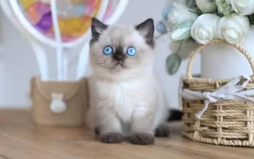 En Nadide Çikolata Point British Shorthair