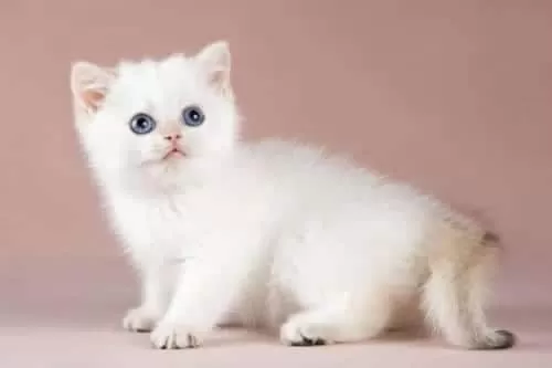 Kalite Silver British Shorthair Ns11