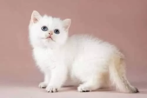 Kalite Silver British Shorthair Ns11