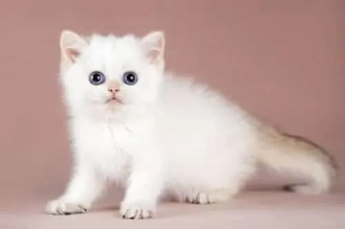 Kalite Silver British Shorthair Ns11