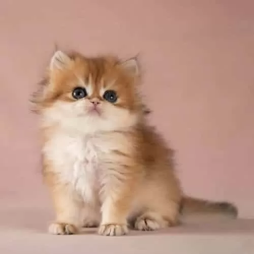Kalite Golden British Longhair