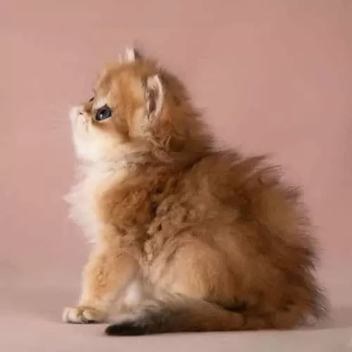 Kalite Golden British Longhair
