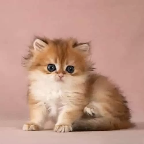 Kalite Golden British Longhair