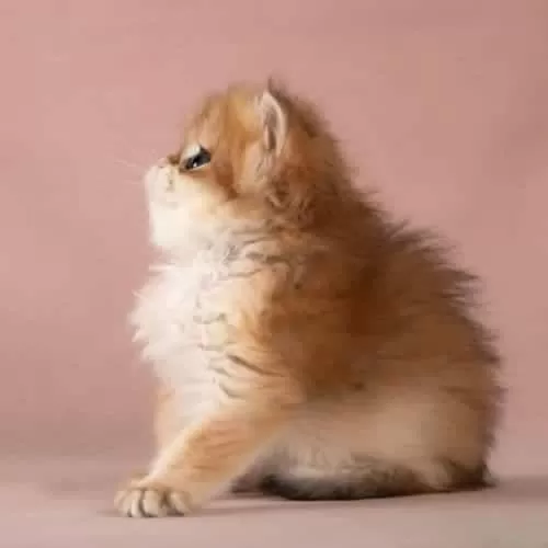 Kalite Golden British Longhair