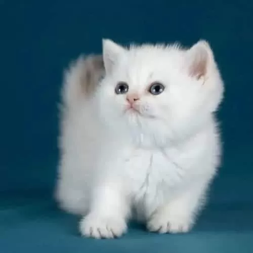 Bem Beyaz Silver British Shorthair Ns1133