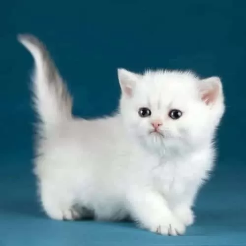 Bem Beyaz Silver British Shorthair Ns1133