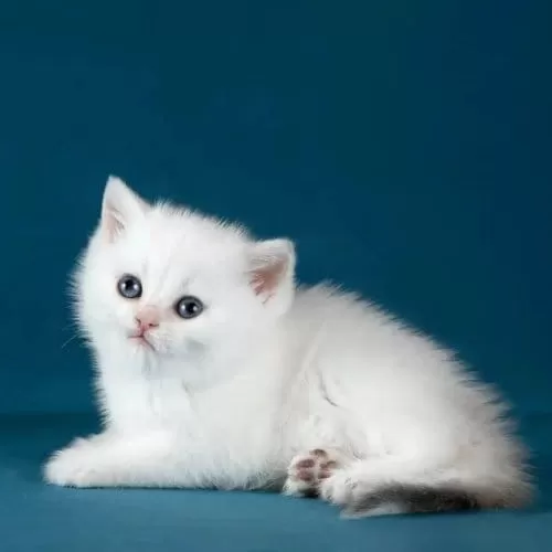 Bem Beyaz Silver British Shorthair Ns1133
