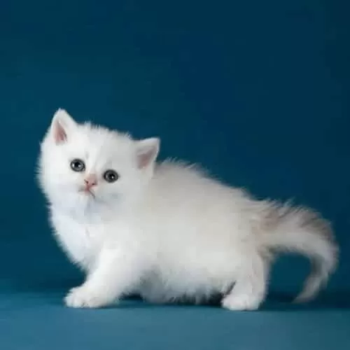 Bem Beyaz Silver British Shorthair Ns1133
