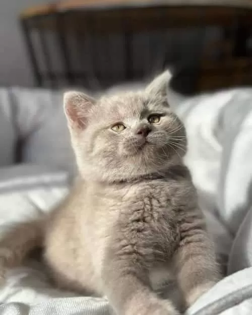 Aşırı Sevimli Lilac British Shorthair