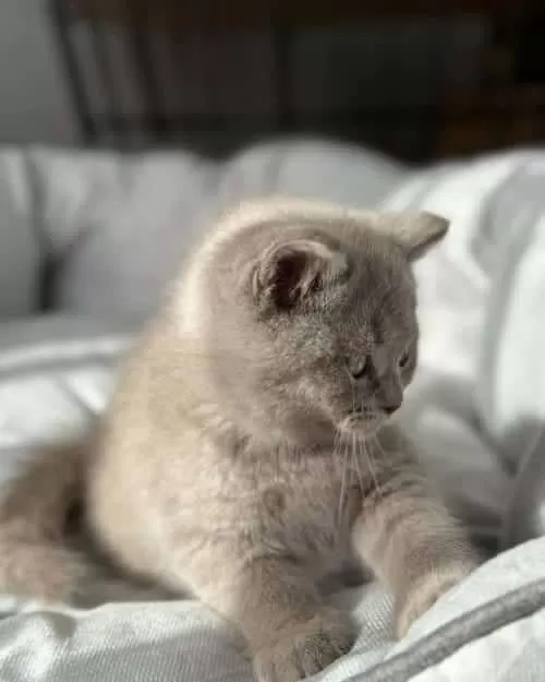 Aşırı Sevimli Lilac British Shorthair