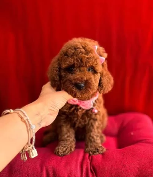 Toy Poodle Teacup Erkek Pet Eğitimli