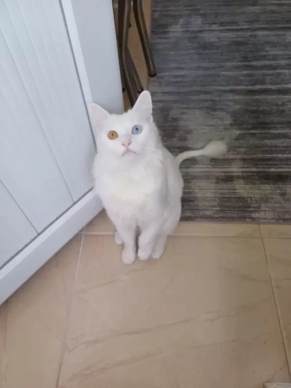 2 Yaşında Erkek Van Kedi Ücretsiz Sahiplendirme