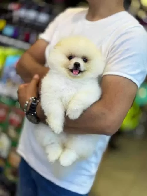 Tai Kan Pomeranian Boo