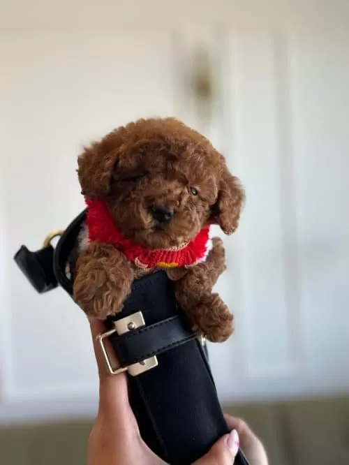 Yeni Yuvasına Gitmeye Hazır Toy Poodle Bebekler