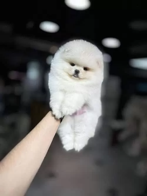 Pomeranian Ayı Surat Yavrularımız Yuvalarını Arıyor