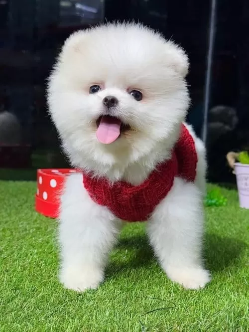 Teddy Bear Whıte Premium Boo
