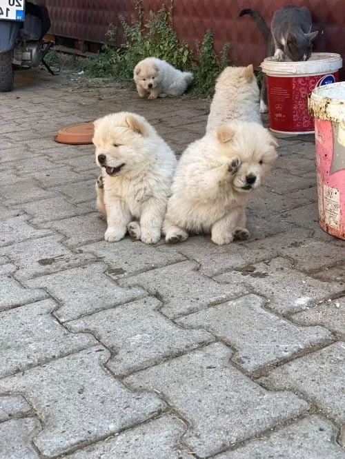 Chow Chow Yavruları Çin Aslanı