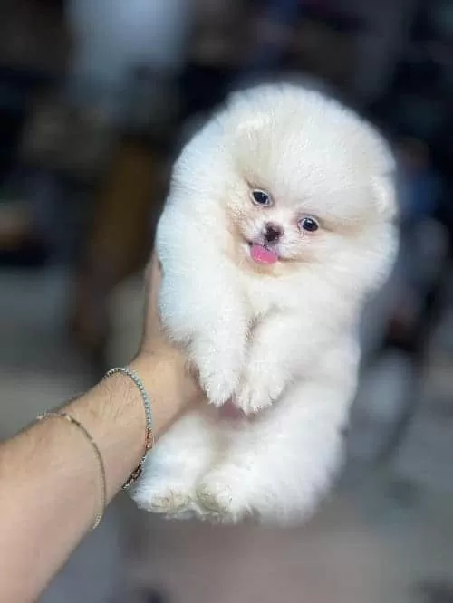 Orjinal Pomeranian Boo