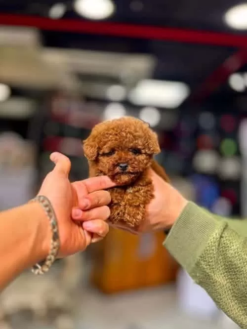 Teacup Red Brown Orjinal Toy Poodle