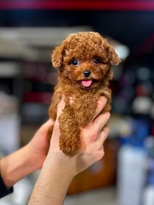 Redbrown Kore Toy Poodle Yavrusu