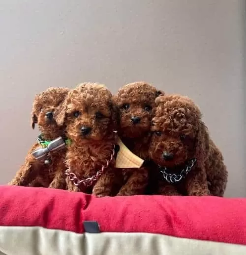 Kore Kan Poodle Yavrular